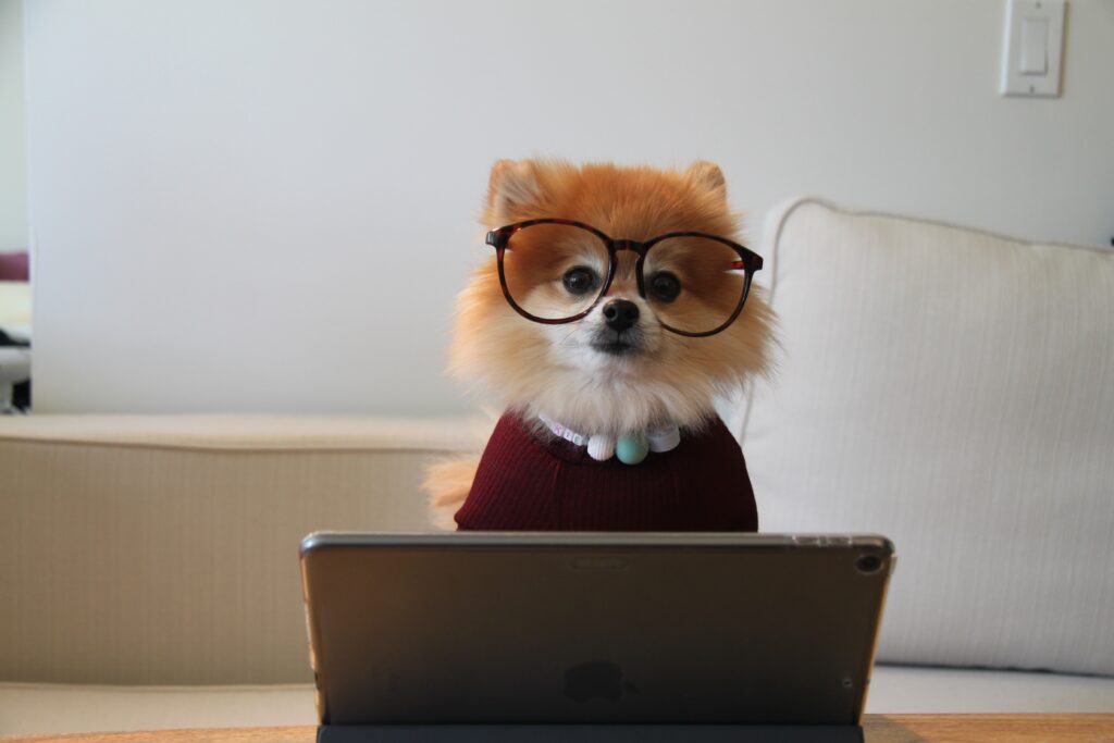 Chiwawa avec lunette et collier devant un écran de laptop